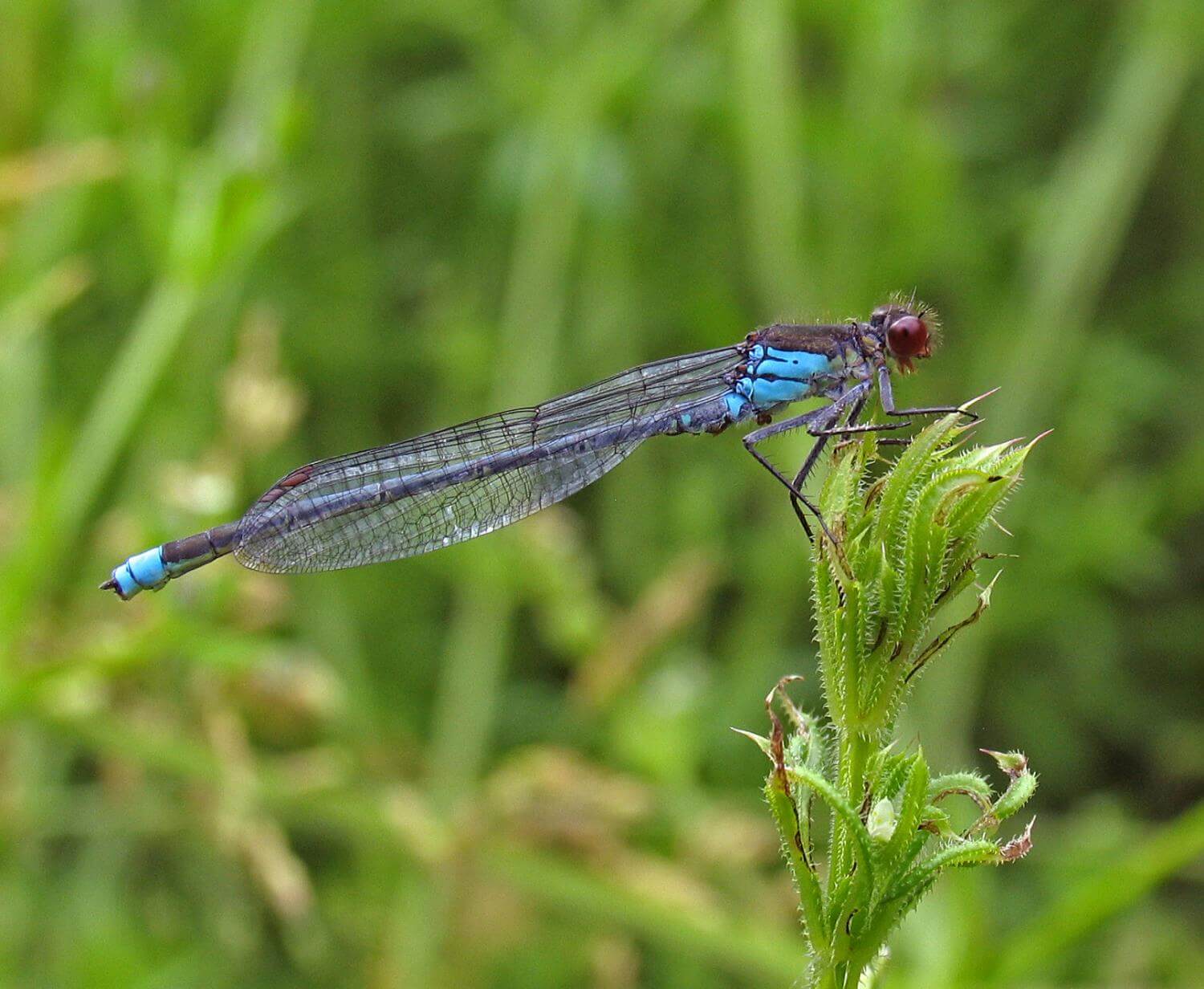 Male Red-eyed Damselfly by David Kitching